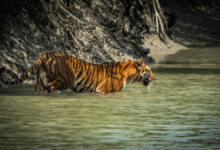 sundarban tour package