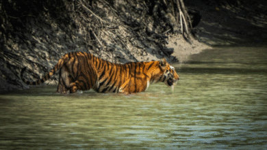 sundarban tour package
