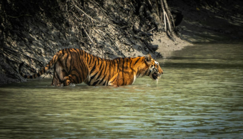 sundarban tour package