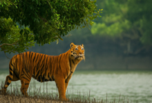 Sundarban trip